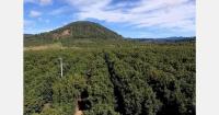 Mexico's avocado supply more aligned with demand this season