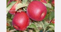 New climate-resilient apple varieties launched under global program
