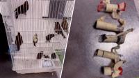 Man returning from Cuba arrested at MIA after smuggling 10 birds in underwear, complaint says