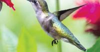 Pollinators just a memory for local gardeners