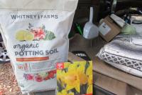 Gardening Tips for Fall & Winter