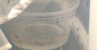 SWFL counties ramp up mosquito treatment as dengue spreads across Florida