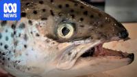 Salmon company to inject fish with antibiotics ahead of expected marine heatwave