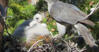 The American goshawk: Montana's mountain forest phantom