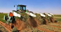 Texas peanut acres drop to 145,000 acres amid drought, market pressure