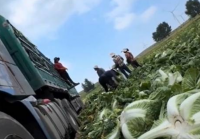 Taiwan Finds Pesticide at Twice the Limit in Vietnamese Cabbage