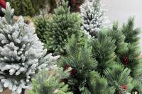 New Year's Christmas trees are already being sold in Minsk