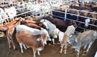 Namibia, SA discuss reopening livestock auctions