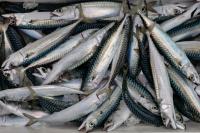 Retailers Warn Europe’s Fishing Industry to Stop Overfishing
