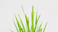 Scientists Map How Lemongrass Makes Its Signature Lemon Scent, and Where the Evidence Runs Thin
