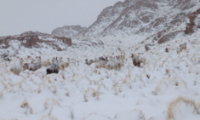 Paz’s Plans for Lithium in Bolivia Need Community Voices