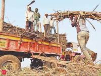 Farmers say no to early sugarcane crushing, demand compensation and higher sugar, ethanol prices first