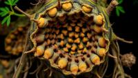 Hidden Nitrogen-Fixing Bacteria Reveal a Secret Evolution Inside Casuarina Root Nodules