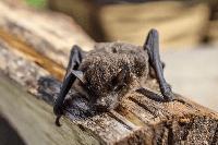 Wisconsin DNR encourages residents to help bats during International Bat Week