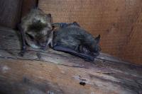 Help Wisconsin Bats During International Bat Week