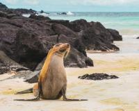 5 Best Galapagos Cruise Companies for US Travelers in 2026
