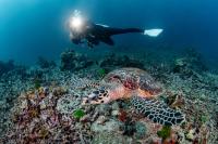 Tourism Has the Potential to Reverse Coral Decline at Bali Travel Hotspot: Study