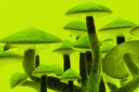 Department of Health Holds Hearing on Psilocybin Rules