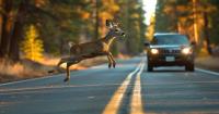 Peak season for wildlife collisions in Kentucky