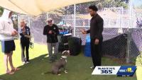 Baltimore Ravens and United Way hold day of service