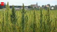 In 2021, Georgia police aircraft destroyed $37,000 worth of legal hemp; six years later, Supreme Court revives grower’s claim, overturning 60-year-old precedent