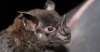The Peril of Diseases Shared Between Animals and Humans