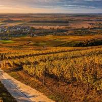 After a decade of momentum, what’s next for Hungarian wine?