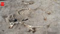 3,000-year-old horse buried inside ancient Egyptian fortress may have been a chariot animal; rare discovery, Ramesses II and Libyan prisoner tablets also found