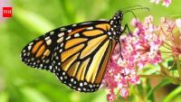 Meet the Monarchs: The ‘endangered’ 3,000-mile traveller butterflies that survive on poisonous milkweed diet