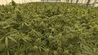 Oklahoma lawmakers study responsibility for abandoned commercial marijuana grow sites