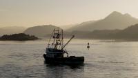 How Alaska’s Fish Became a Defining Issue for the Midterms
