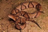 Kentucky teen falls from cliff, sends 'lost and trapped' satellite text as copperheads emerge