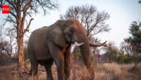This African park was once called a “silent graveyard” after war wiped out its wildlife; 37 rhinos have returned and produced seven calves