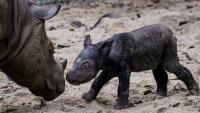 What's driving Indonesia's two rhino species to extinction?