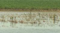 'I don't have any income': Wet weather delays harvest for Iowa farmers