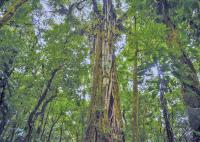 Private Costa Rican reserve makes IUCN’s Green List