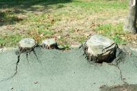 Florida county cuts dozens of trees over buckled sidewalks, residents say the streets look 'terrible'