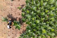 A new chapter for sustainable palm oil in Yangambi, Democratic Republic of Congo