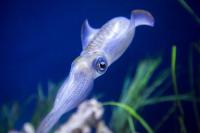 Japanese Flying Squid Face Commercial Extinction by 2040s on Every Emissions Path: Study