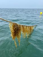 Kelp Farming in Massachusetts: What Have We Learned?