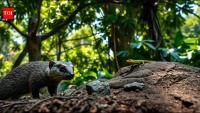 Nine mongooses released in 1872 spread across Jamaica within a decade