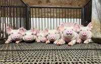 October proclaimed as Pork Month in Missouri Missouri is a top 10 state for pork production