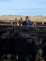 2026 Fall Cattle Journal | Reimler Cattle Company navigates extreme Wyoming drought 