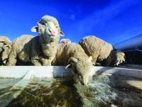 Animal Science Program to develop workforce for animal-related industries and livestock production