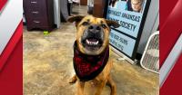Northeast Arkansas Humane Society mourns loss of community favorite Hooch