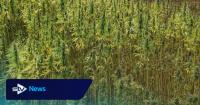 Could hemp be Scotland’s answer to olive oil?
