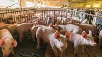 Report: Diseased Pigs From Laos Allegedly Enter China for Processing Amid ASF Outbreak