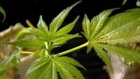 Auburn continuing on pathway to open first cannabis retailer
