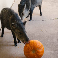 AZGFD: Keep Halloween pumpkins away from hungry wildlife’s reach