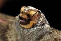 Bat beat: URI wildlife researcher Patrick Bailey answers questions about fall’s favorite winged mammal